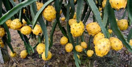 Pitahaya abre mercados