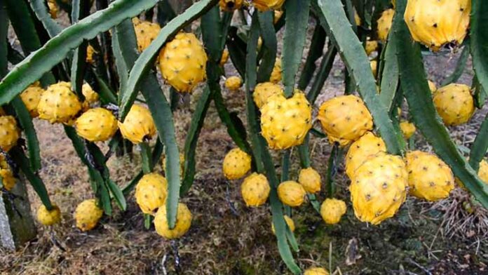 Pitahaya abre mercados